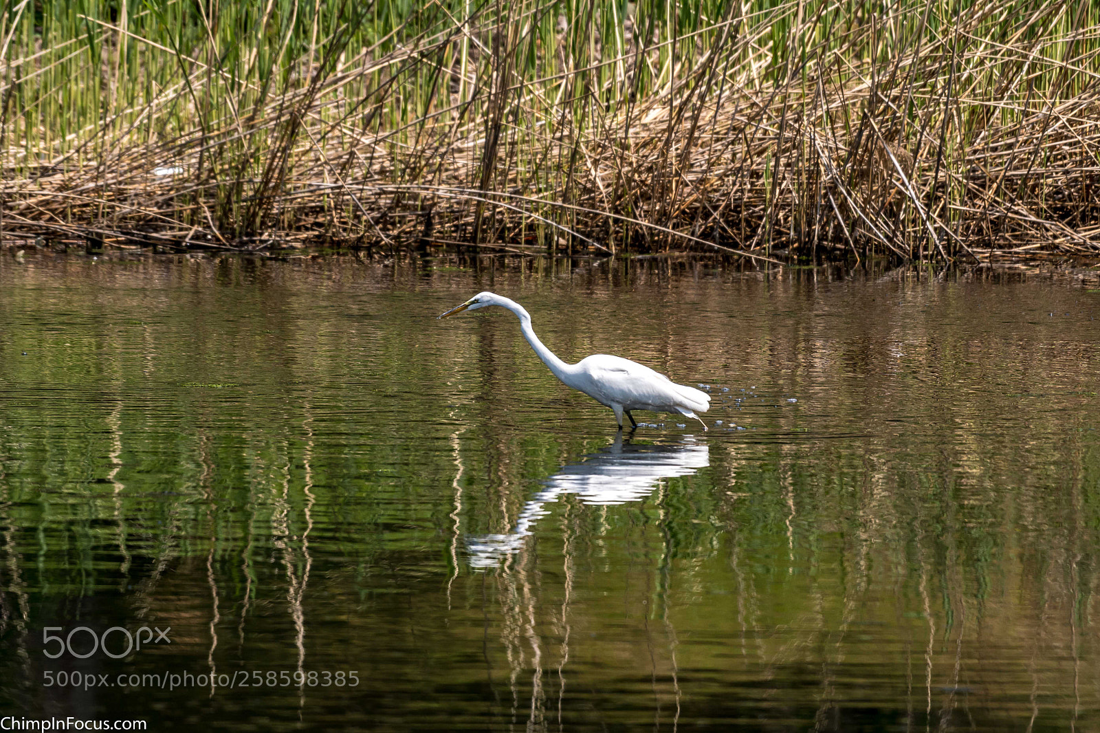Nikon D500 sample photo. Great egret photography