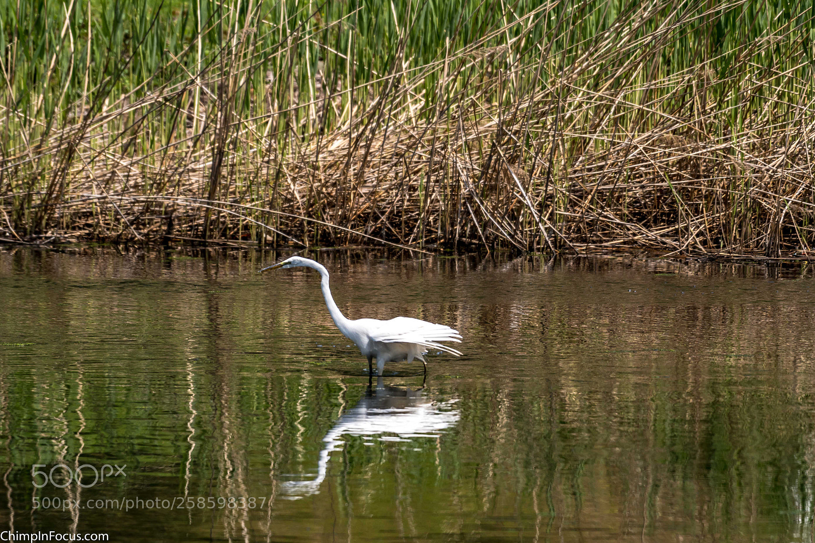 Nikon D500 sample photo. Great egret photography