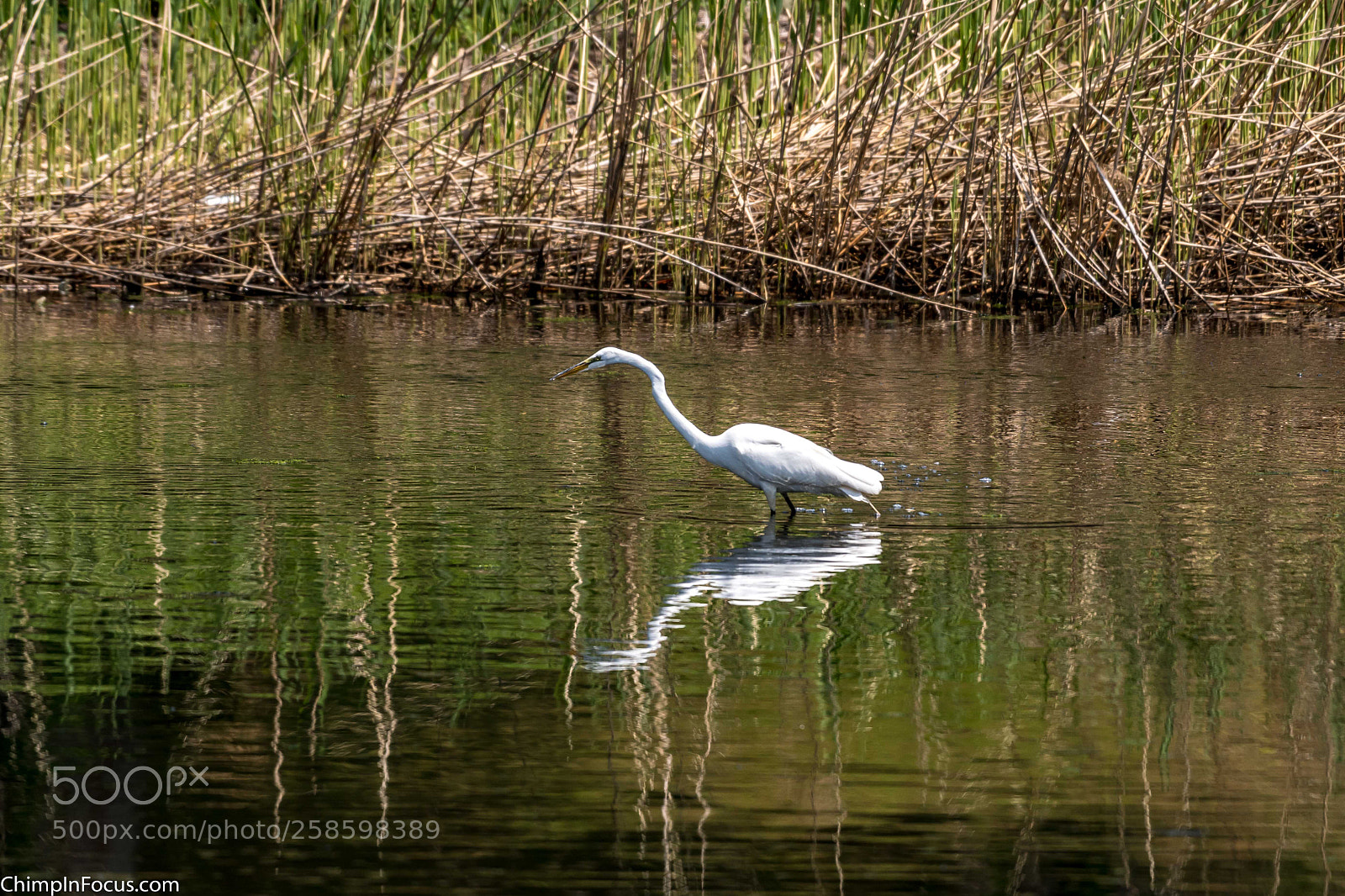 Nikon D500 sample photo. Great egret photography