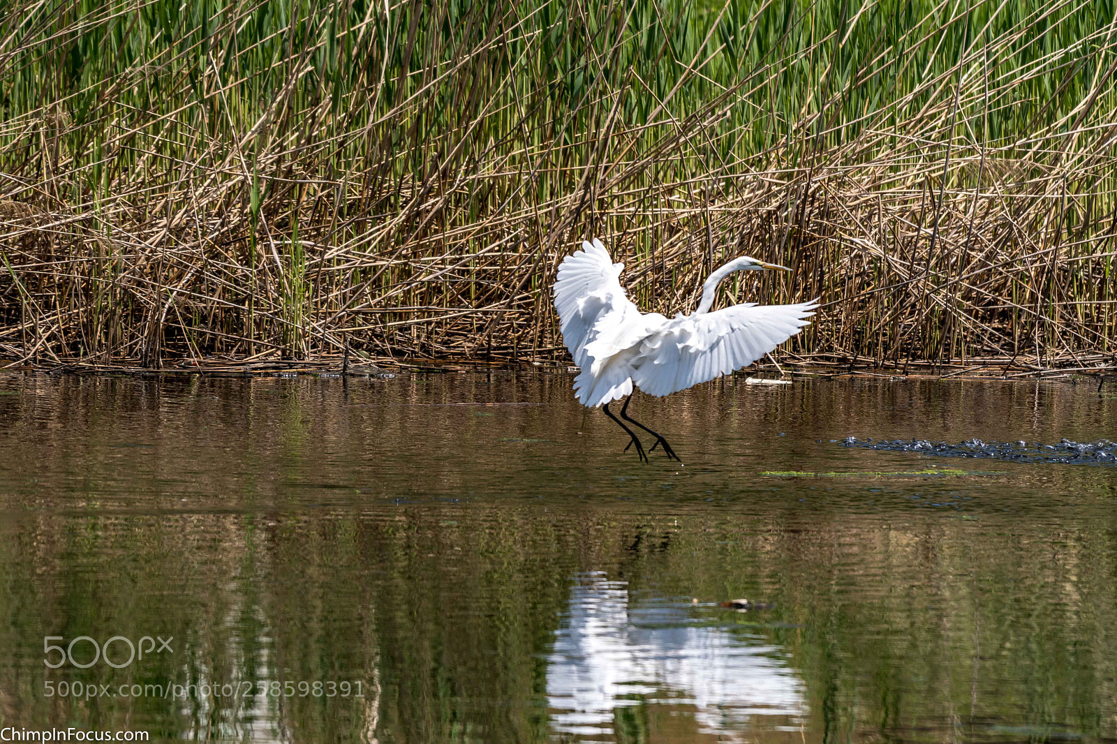 Nikon D500 sample photo. Great egret photography