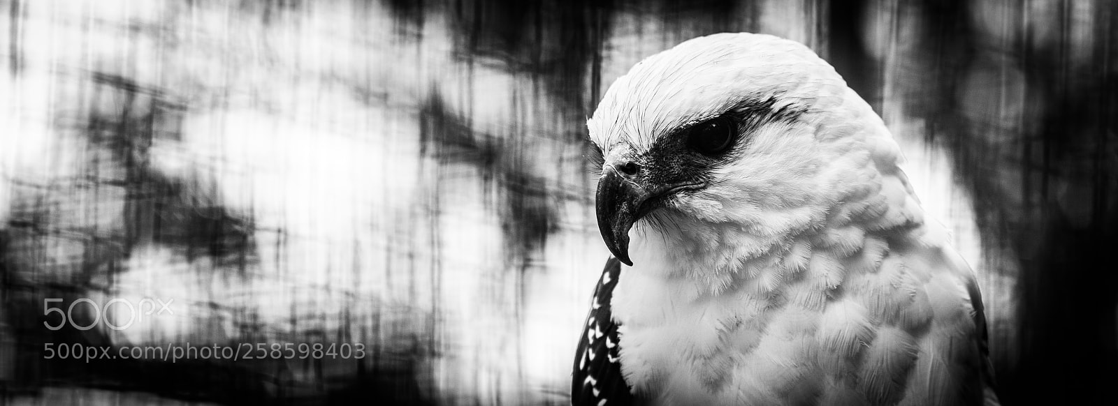 Canon EOS 70D sample photo. Watchful gaze photography