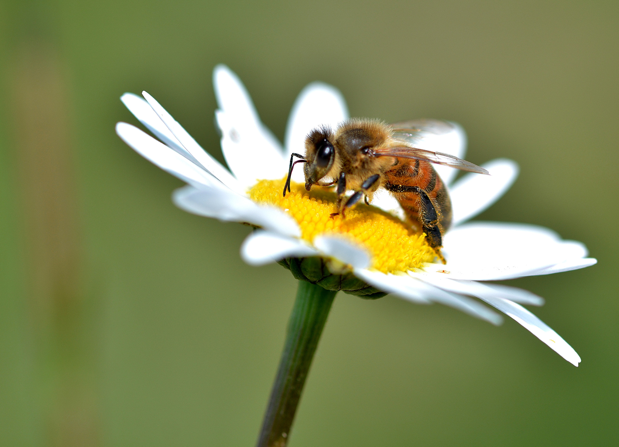 Nikon D7100 + Sigma 105mm F2.8 EX DG OS HSM sample photo. Abeille photography