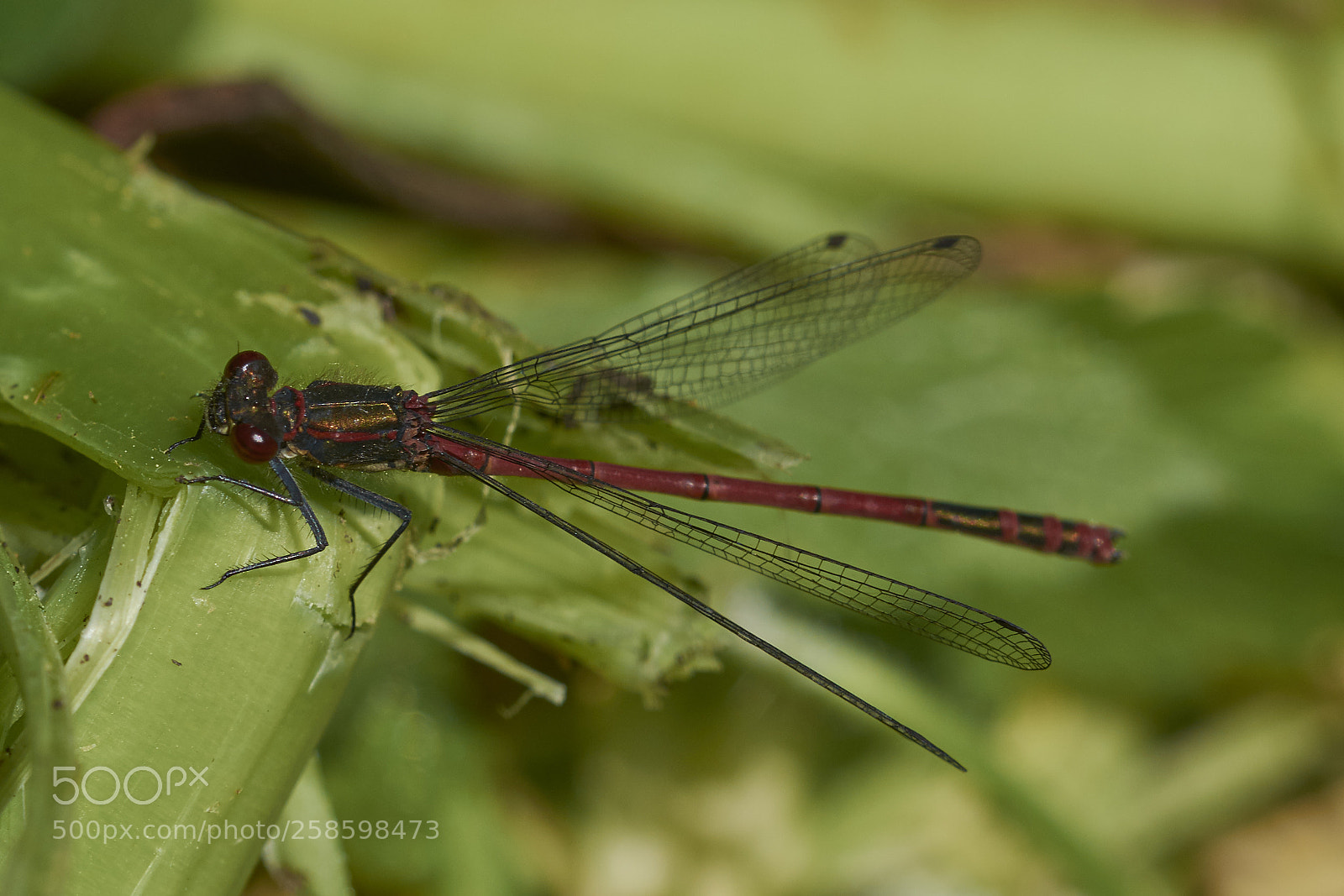 Nikon D7200 sample photo. Large red damselfly photography