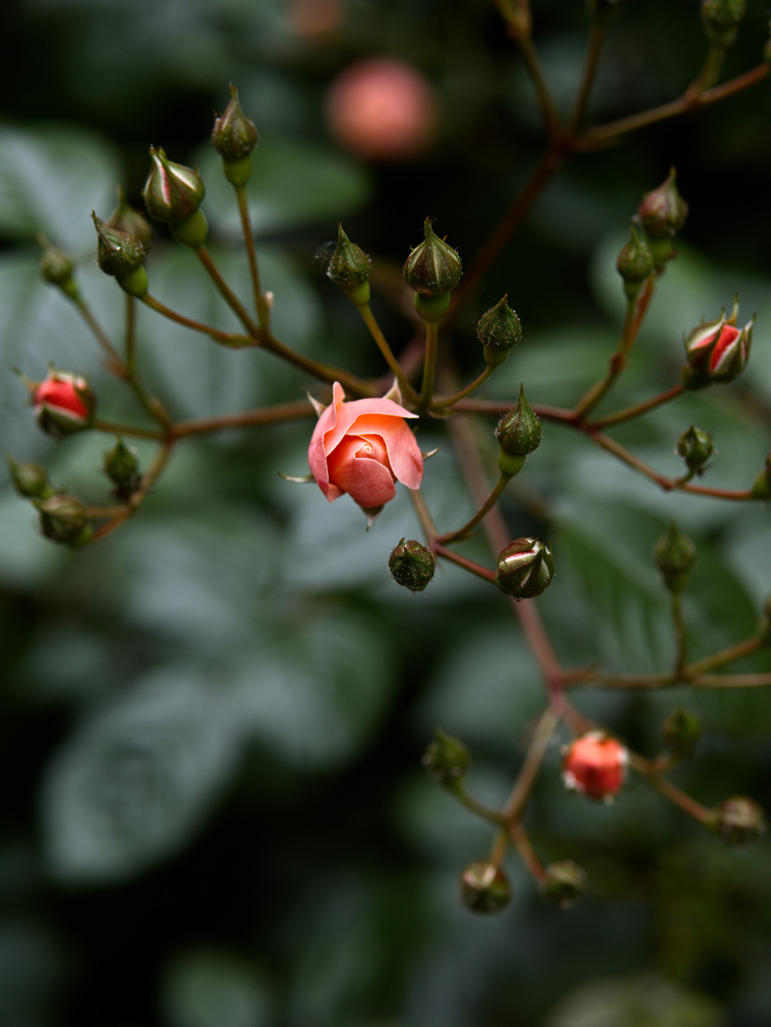 Panasonic Lumix DC-GX9 sample photo. Le printemps dans la ville photography