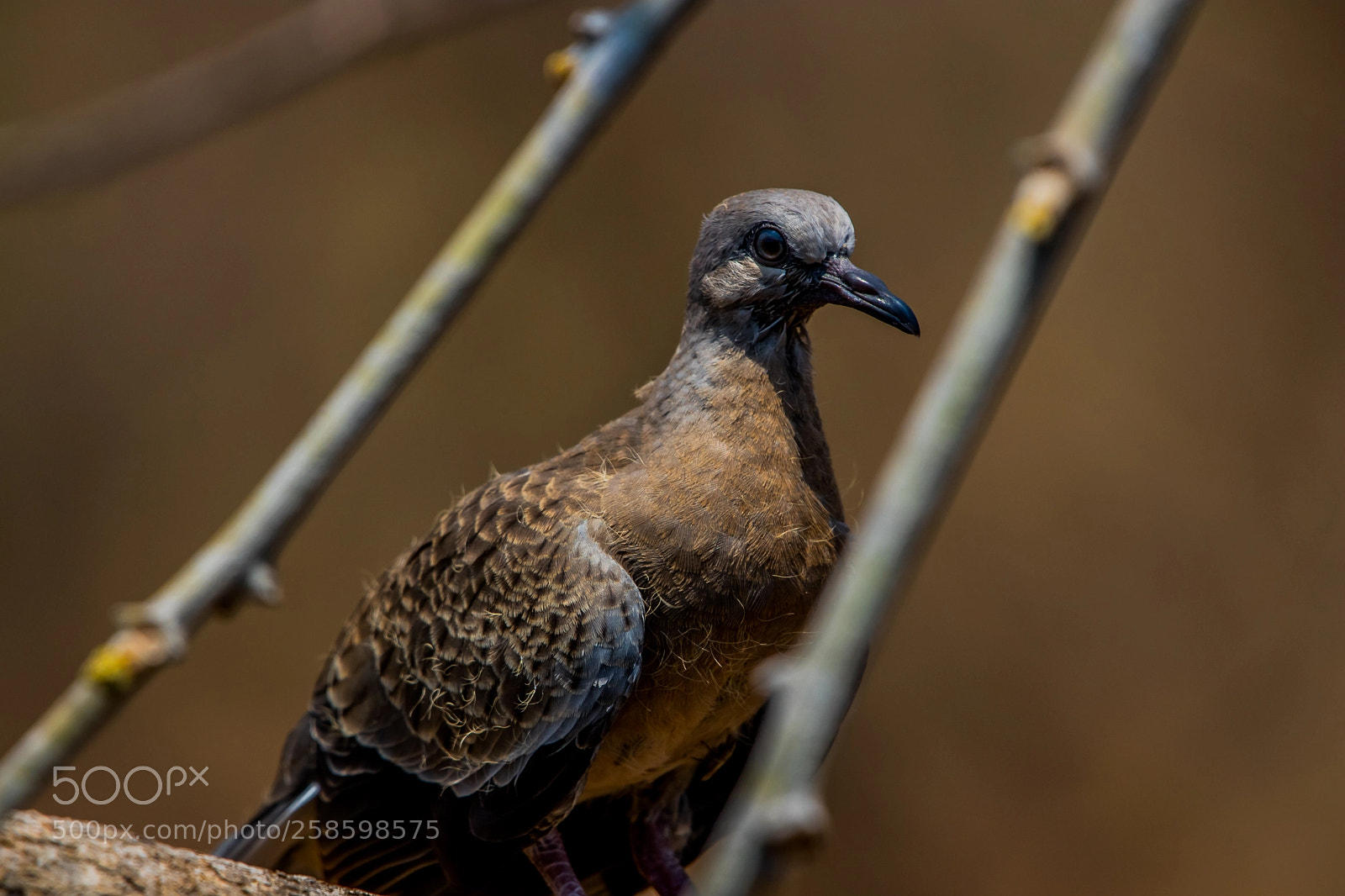 Canon EOS 80D sample photo. Dove photography