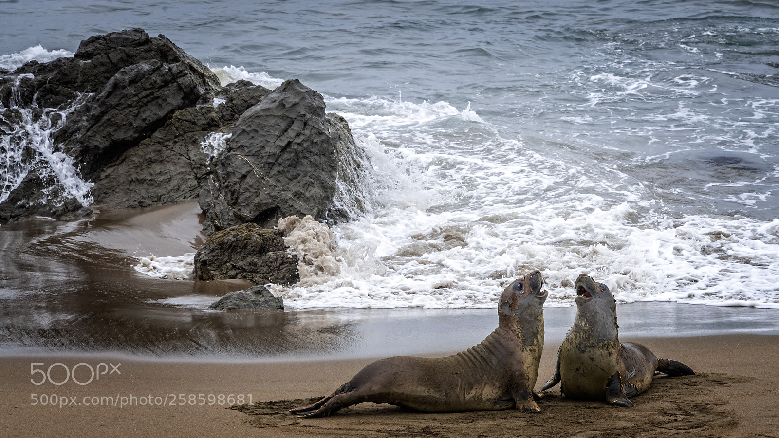 Nikon D600 sample photo. Elephant seals photography