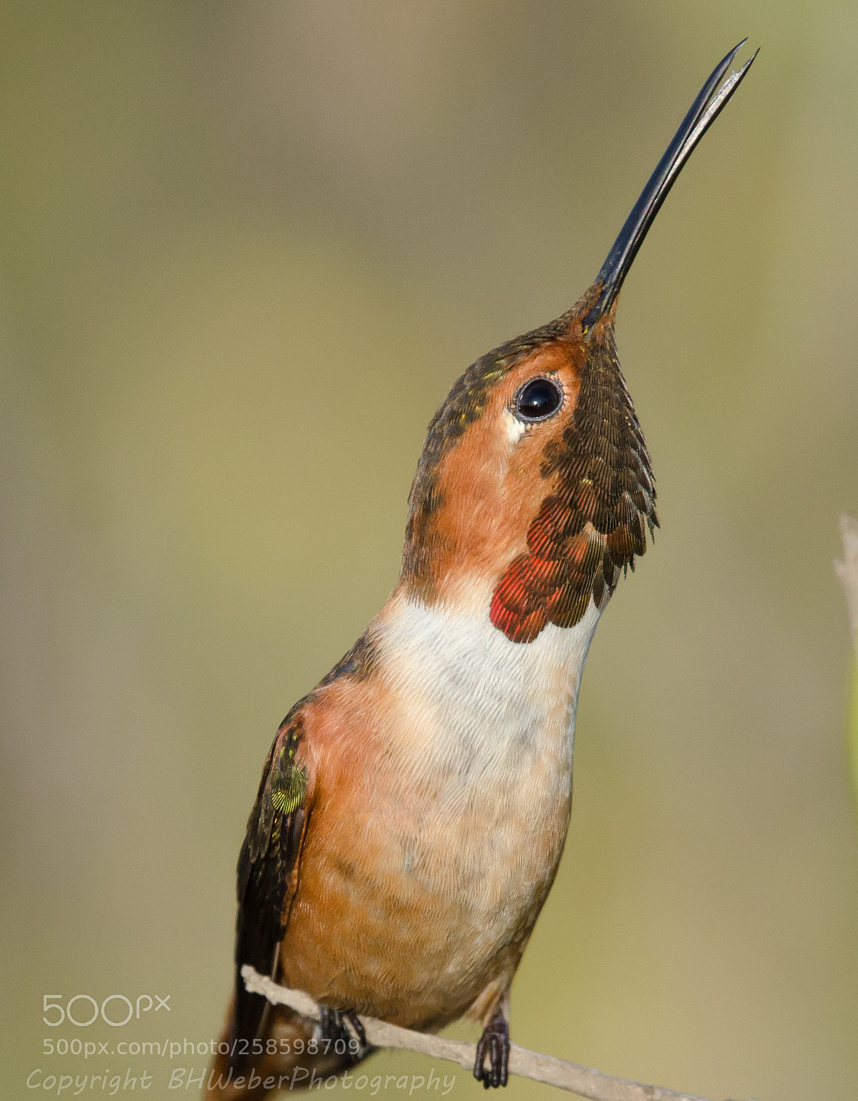 Nikon D7000 sample photo. Hummingbird vertical photography