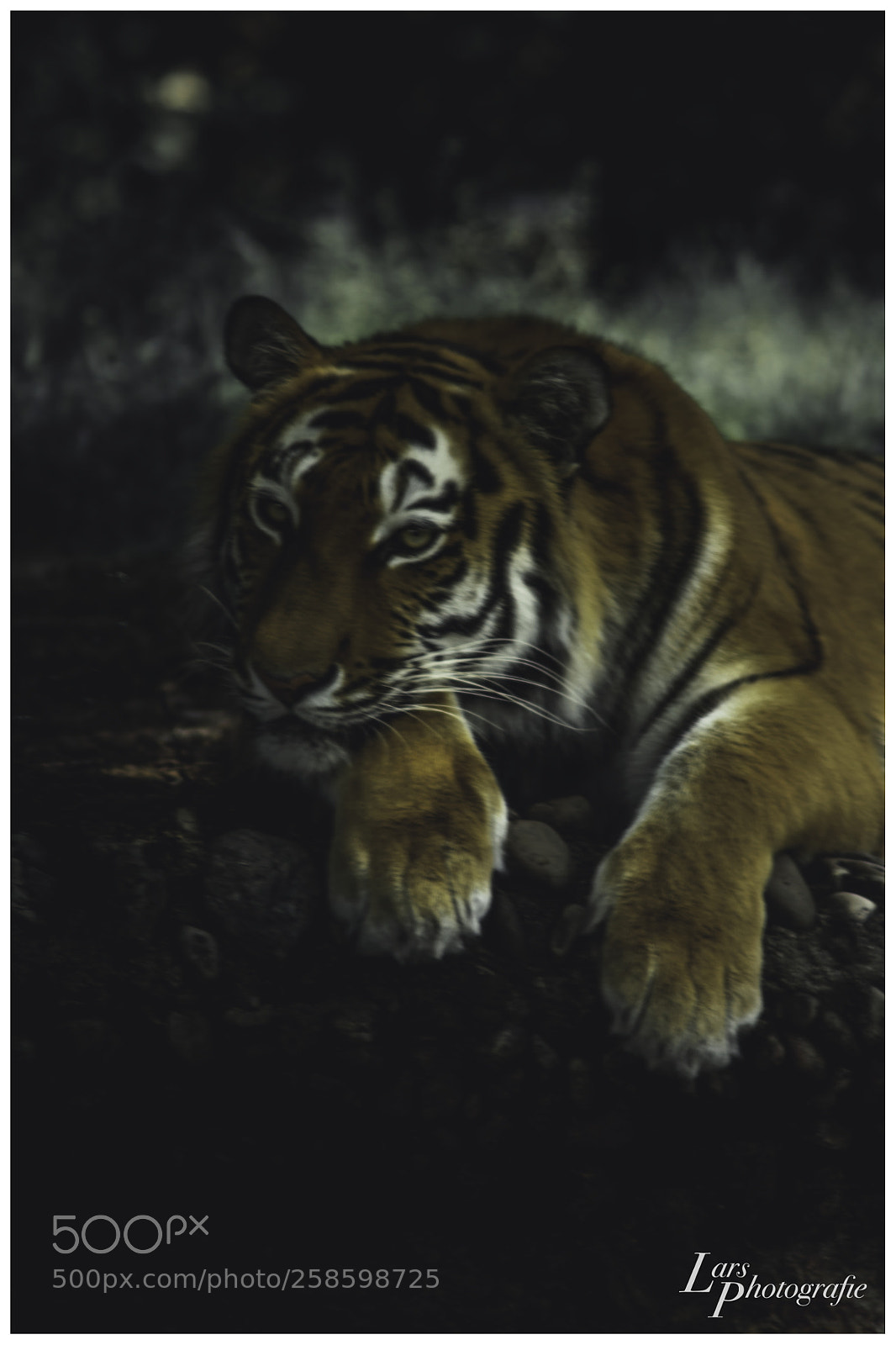 Nikon D5300 sample photo. Eye of the tiger photography