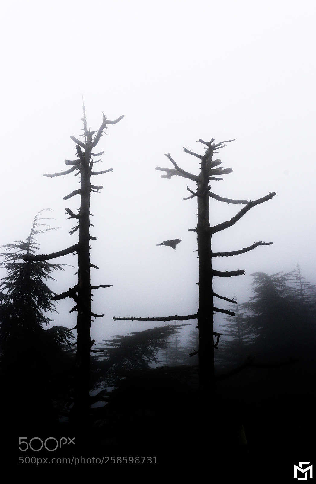 Canon EOS 6D sample photo. Forest fog photography