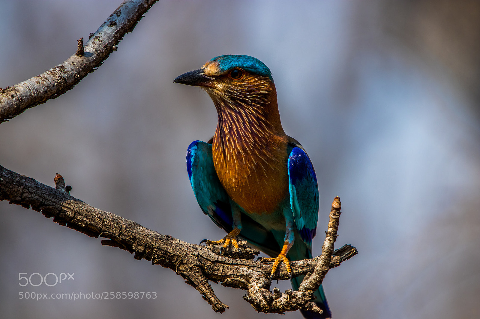 Canon EOS 80D sample photo. Indian roller photography
