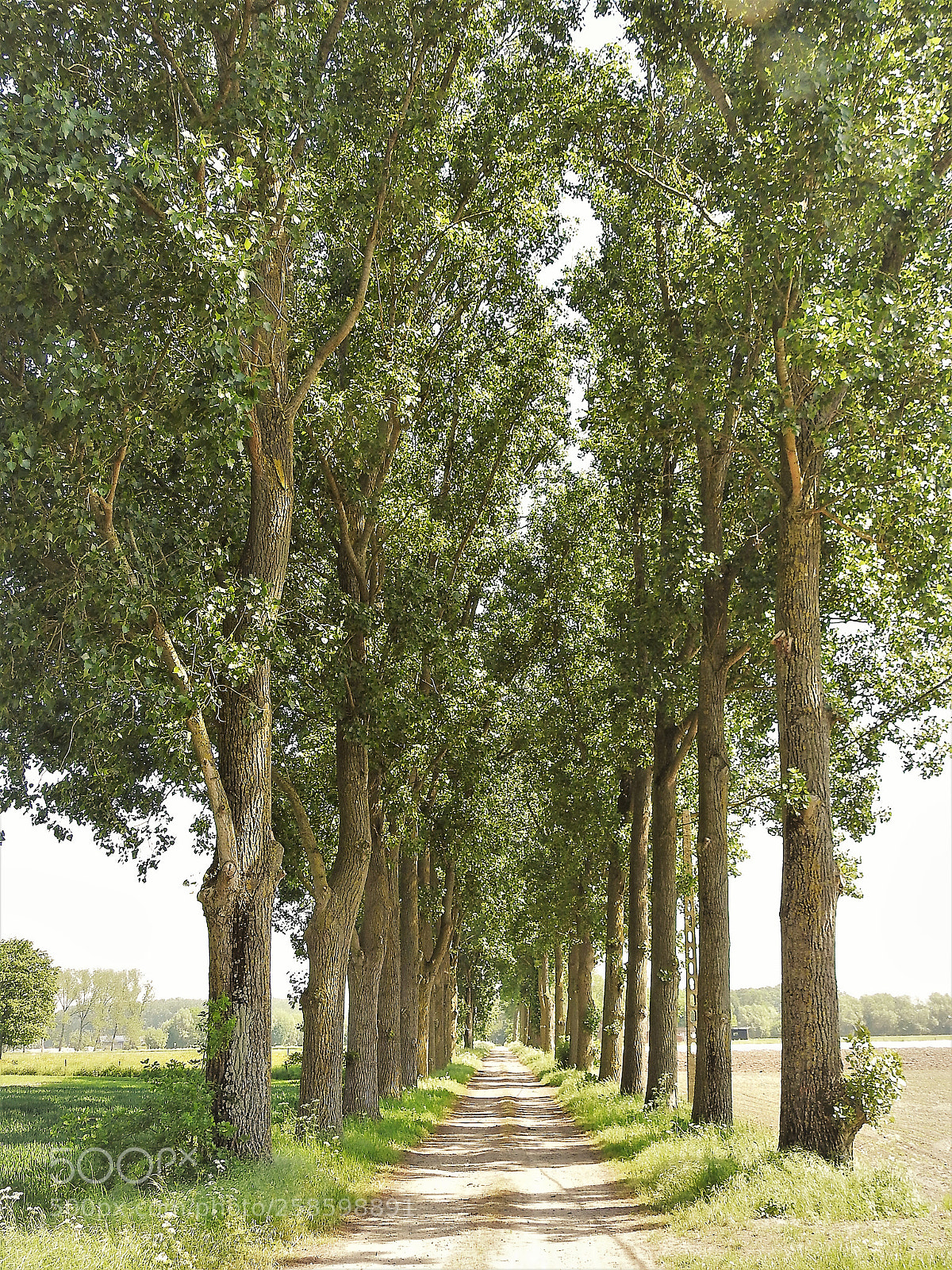 Nikon Coolpix P900 sample photo. Brabantse kouters photography