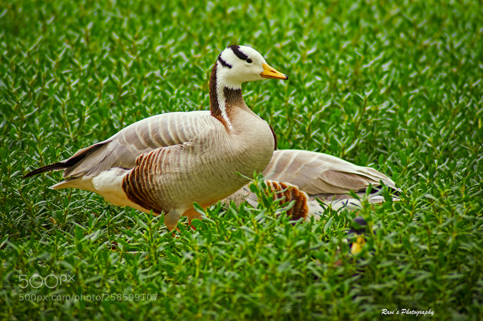 Nikon D5300 sample photo. Bird portrait photography