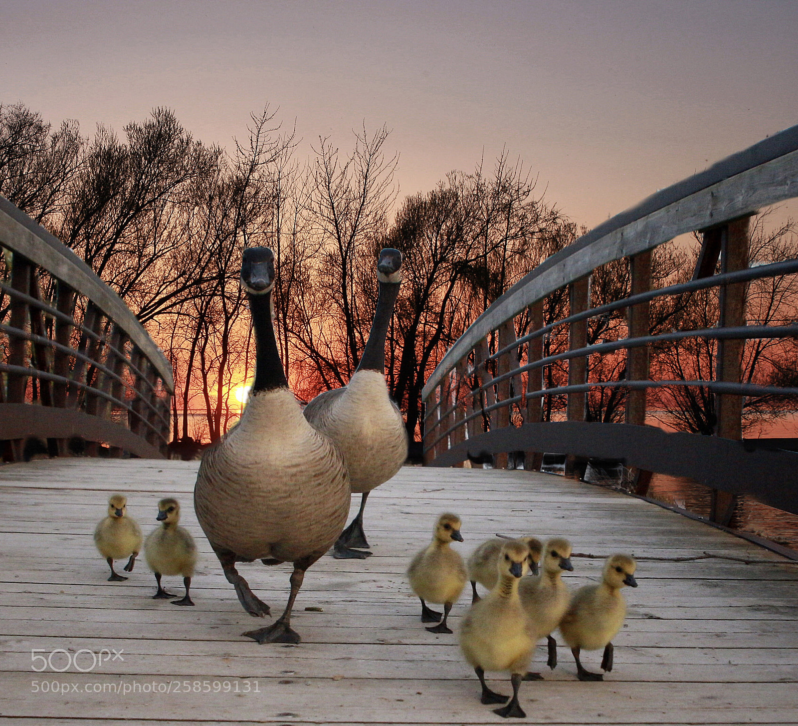 Canon EOS 6D sample photo. Une famille de bernaches photography