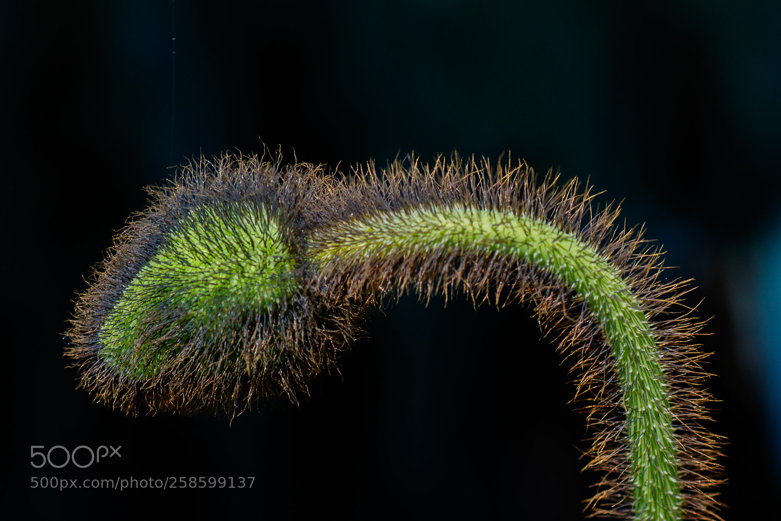Canon EOS 7D Mark II sample photo. Hairy flower head #2 photography