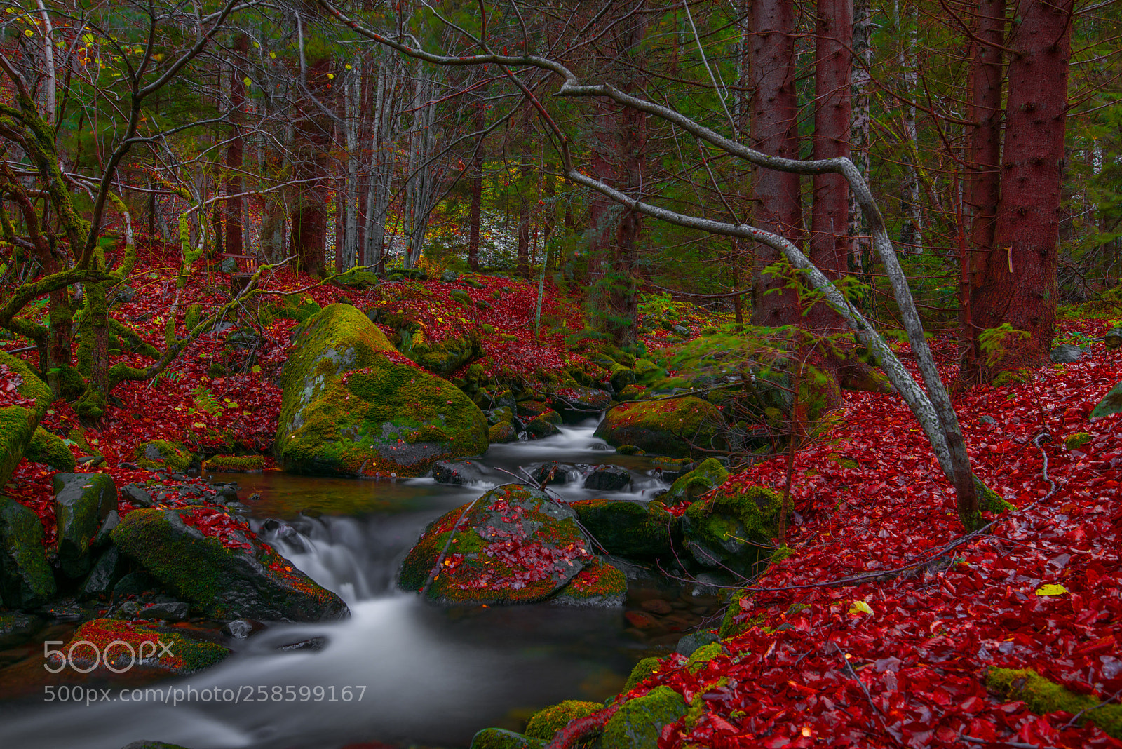 Nikon D810 sample photo. Magical forest photography