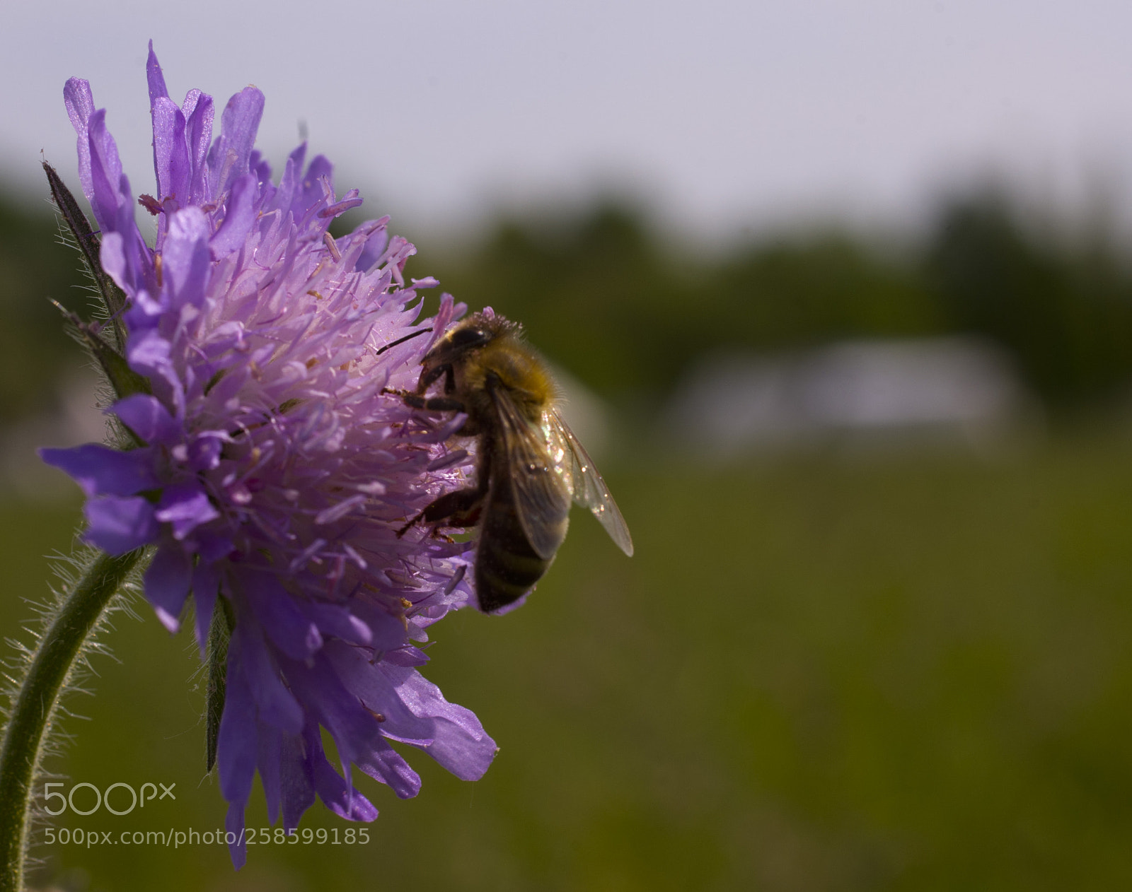 Pentax K-x sample photo. Die biene photography
