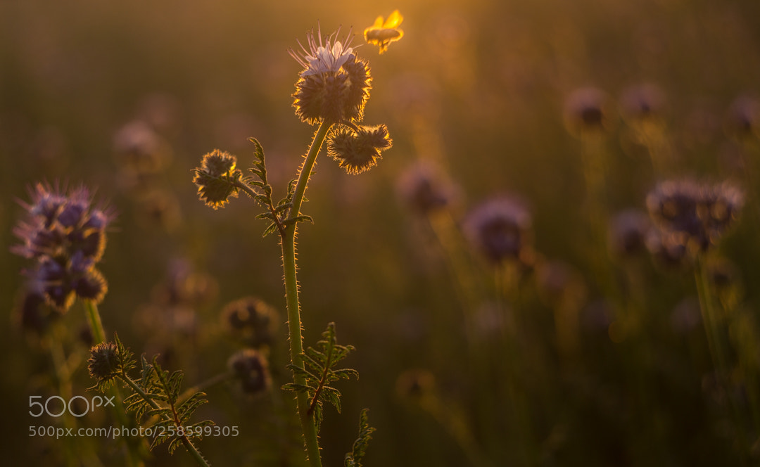 Canon EOS 6D sample photo. Let there bee light photography