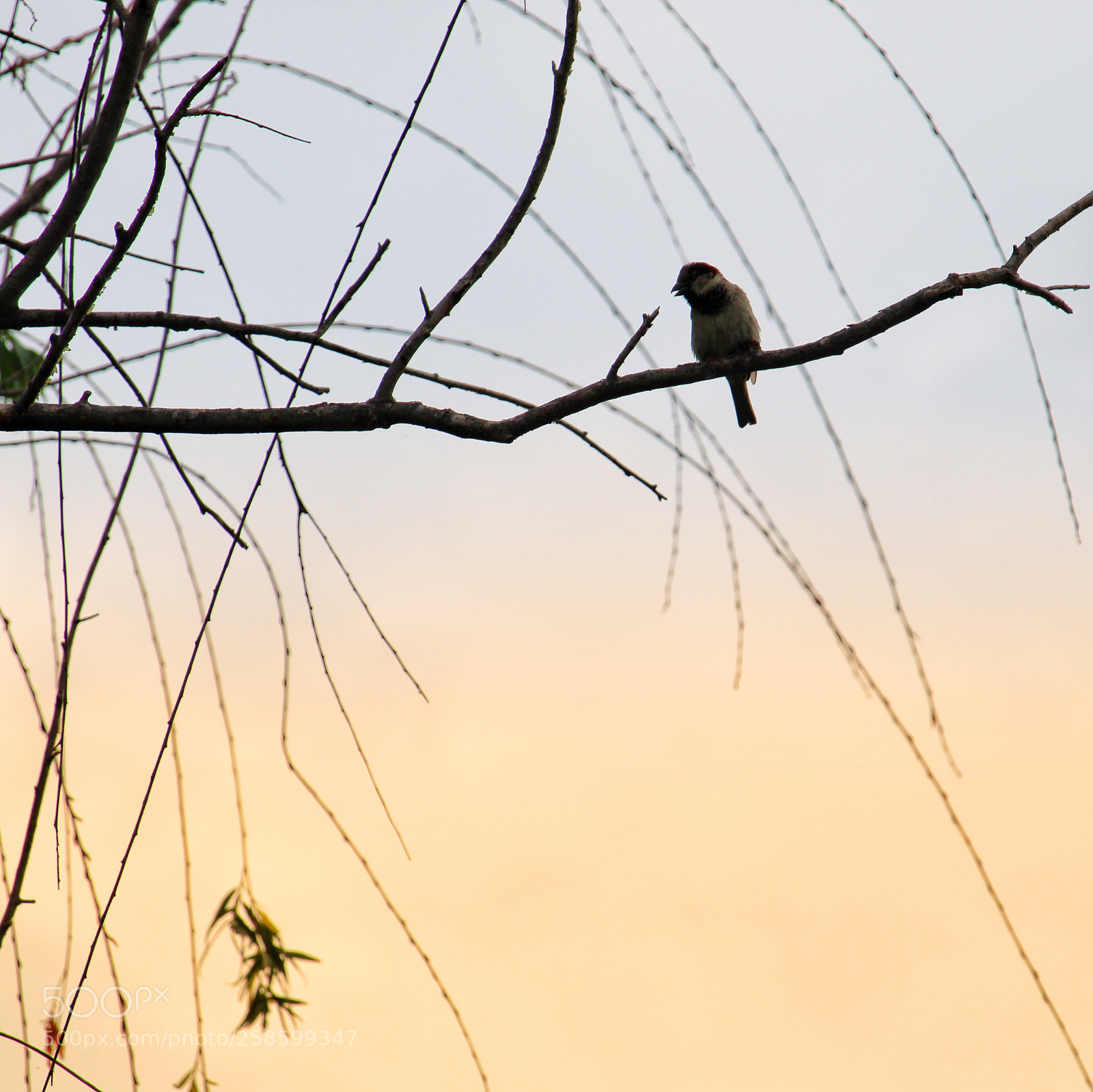 Canon EOS 1300D (EOS Rebel T6 / EOS Kiss X80) sample photo. Hello little bird photography
