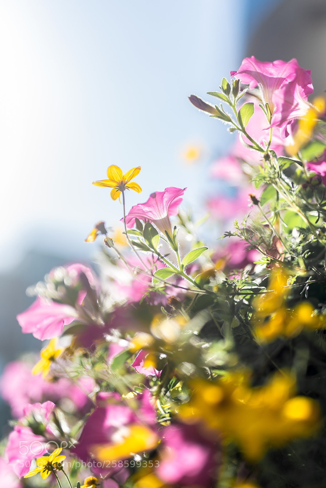 Nikon D750 sample photo. Untitled photography