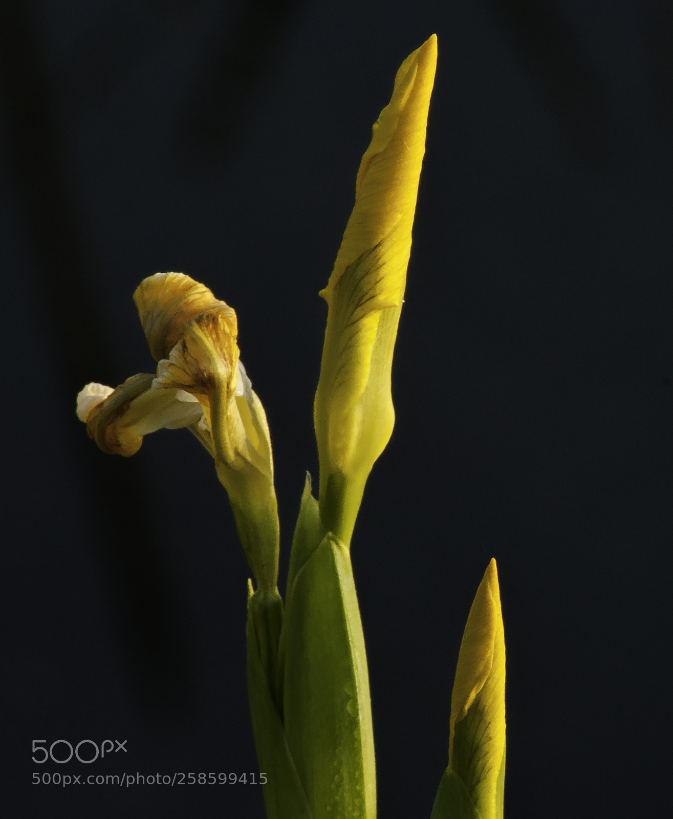 Nikon D5000 sample photo. Yellow iris photography