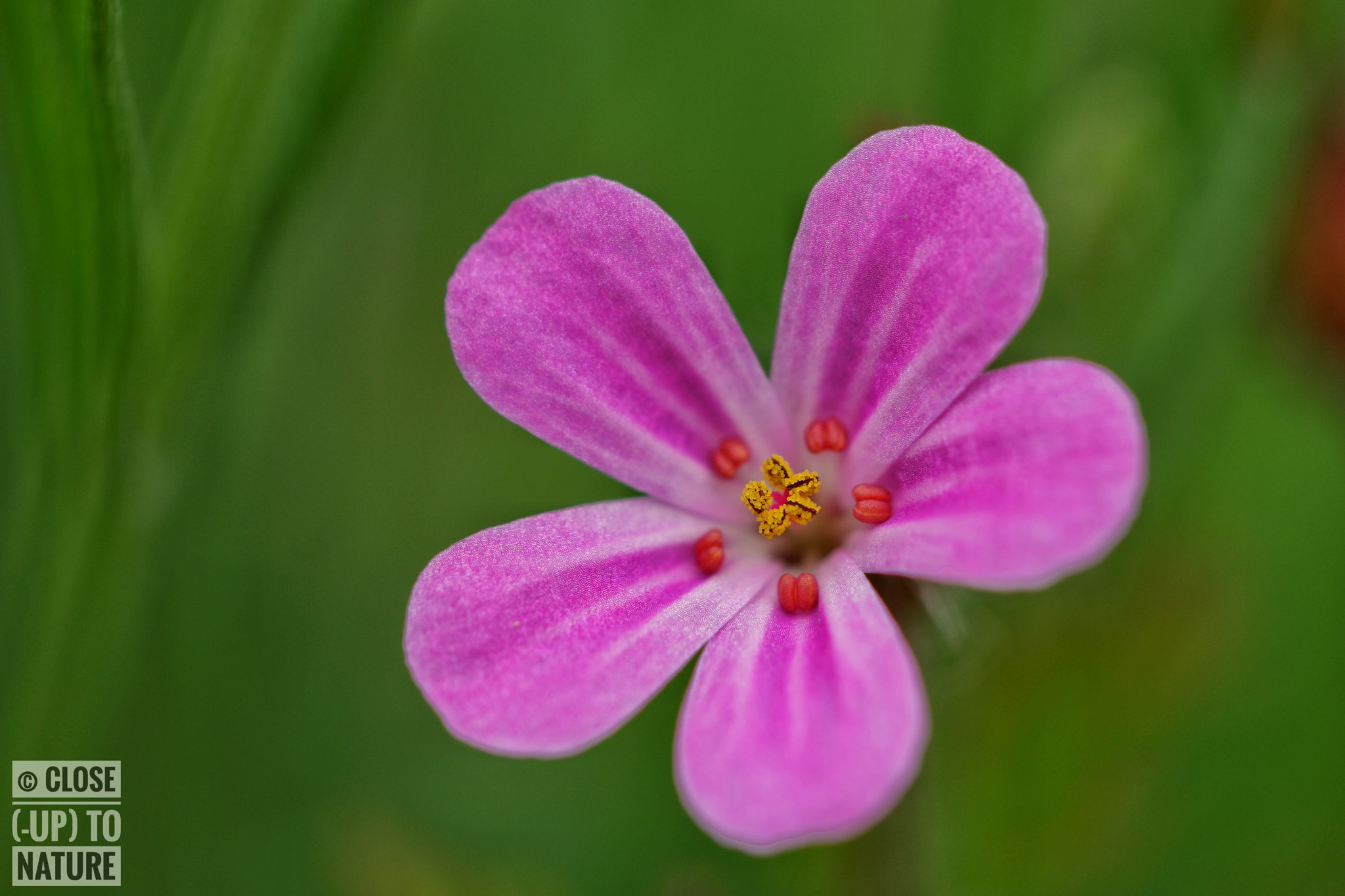 Samsung NX500 sample photo. Geranium robertianum (3) photography
