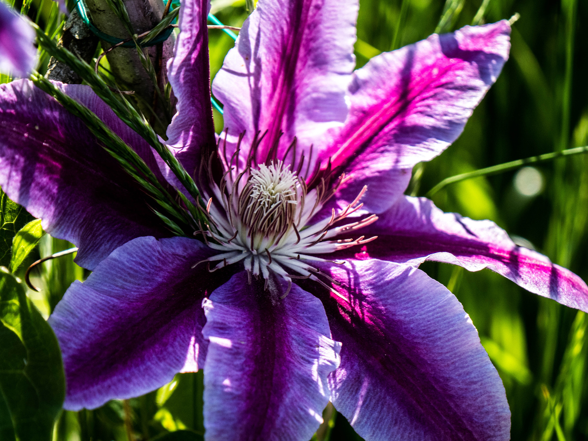 Panasonic Lumix DC-GX9 sample photo. Blüte clematis photography