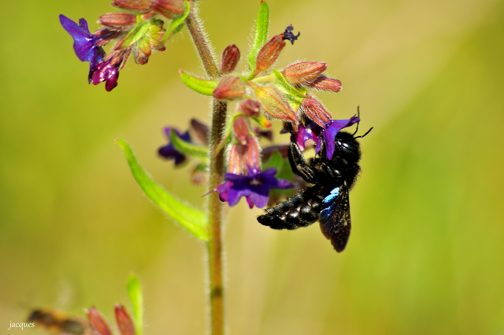 Sigma 70-300mm F4-5.6 APO DG Macro sample photo. Bumblebee photography