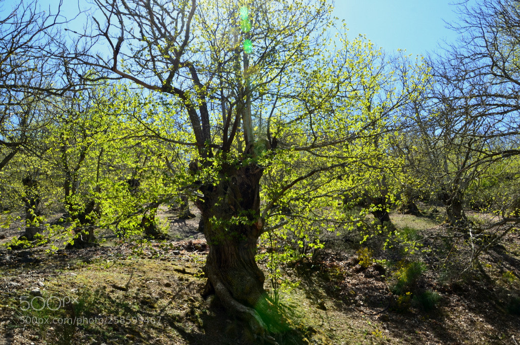 Nikon D7000 sample photo. Alter kastanienbaum in den photography