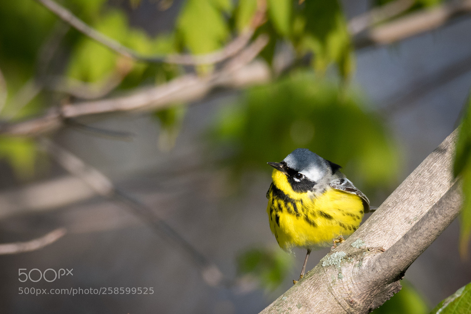 Nikon D850 sample photo. Magnolia warbler photography