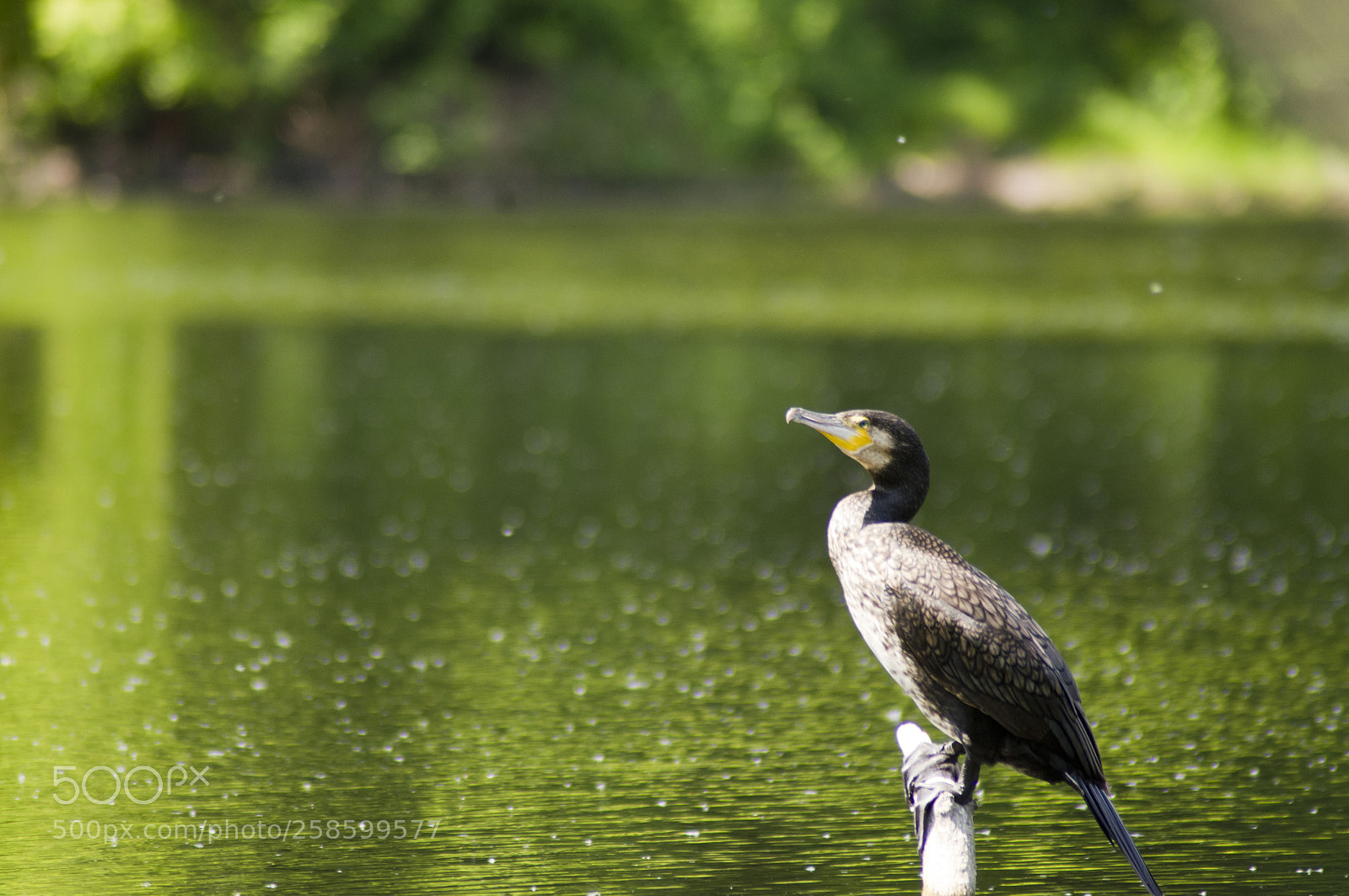 Pentax K-x sample photo. Kormoran am aradosee photography