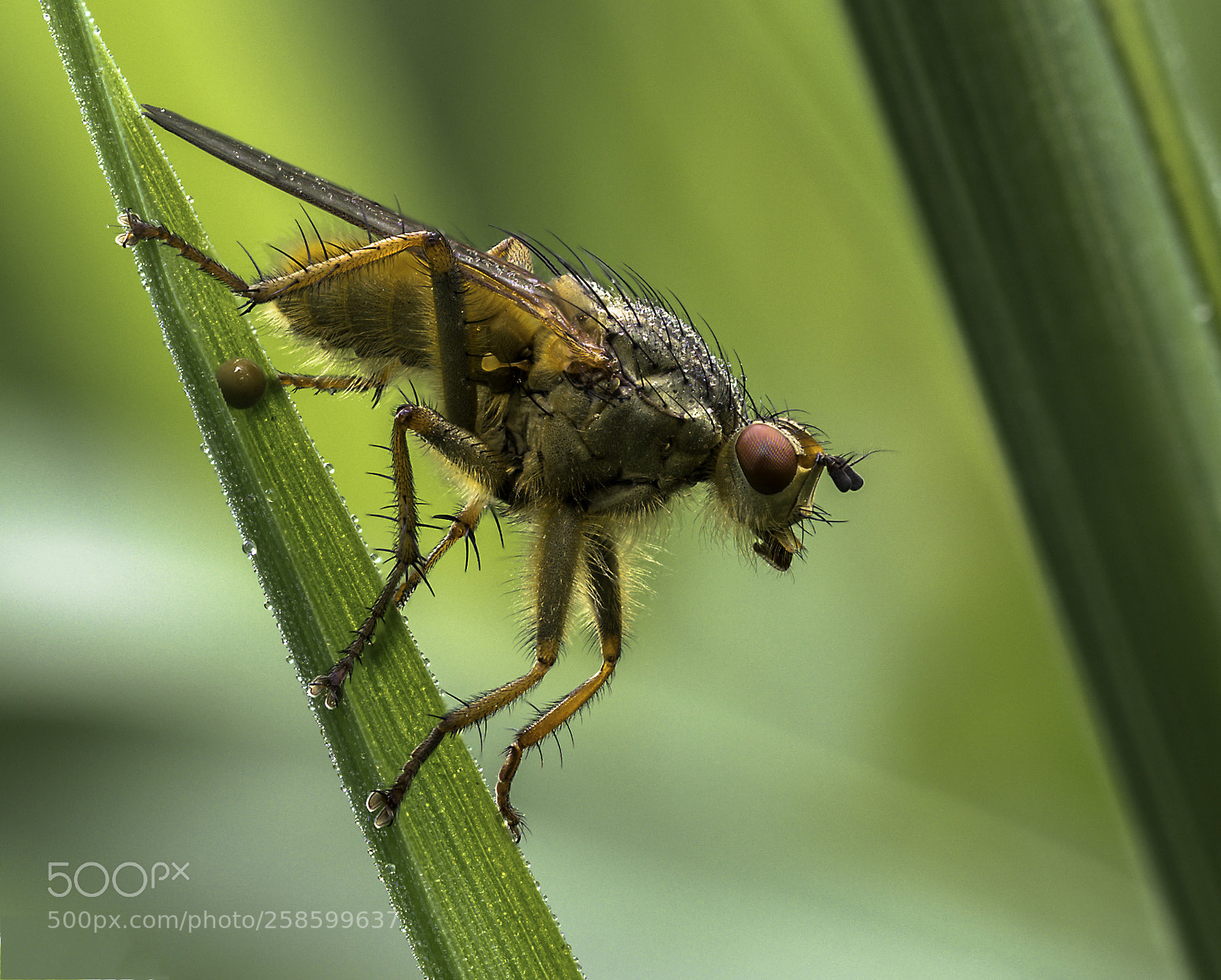 Olympus OM-D E-M1 Mark II sample photo. Scathophaga stercoraria photography