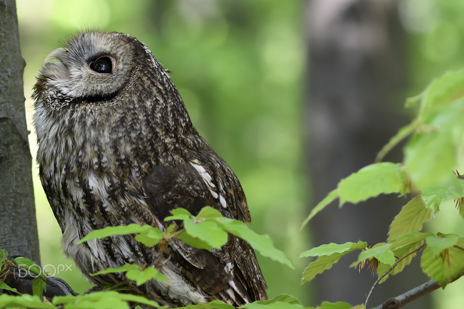Nikon AF-S Nikkor 200-500mm F5.6E ED VR sample photo. Strix aluco photography