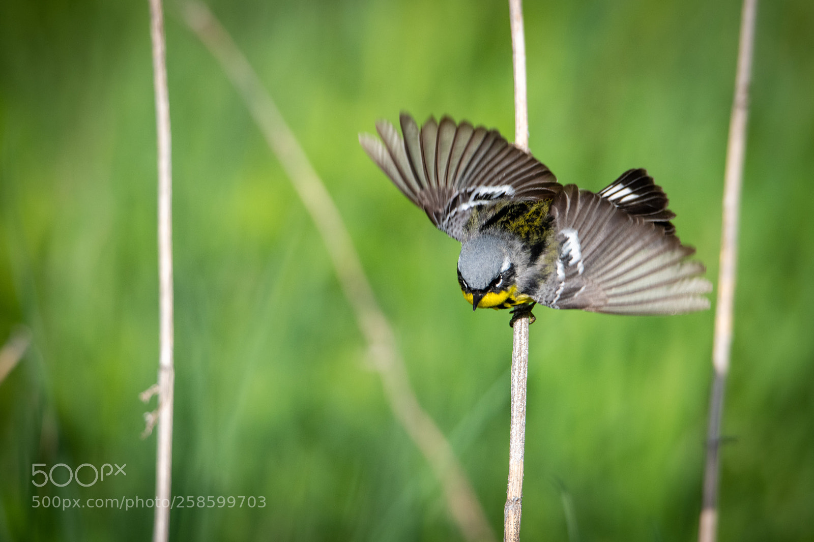 Nikon D850 sample photo. Magnolia warbler photography