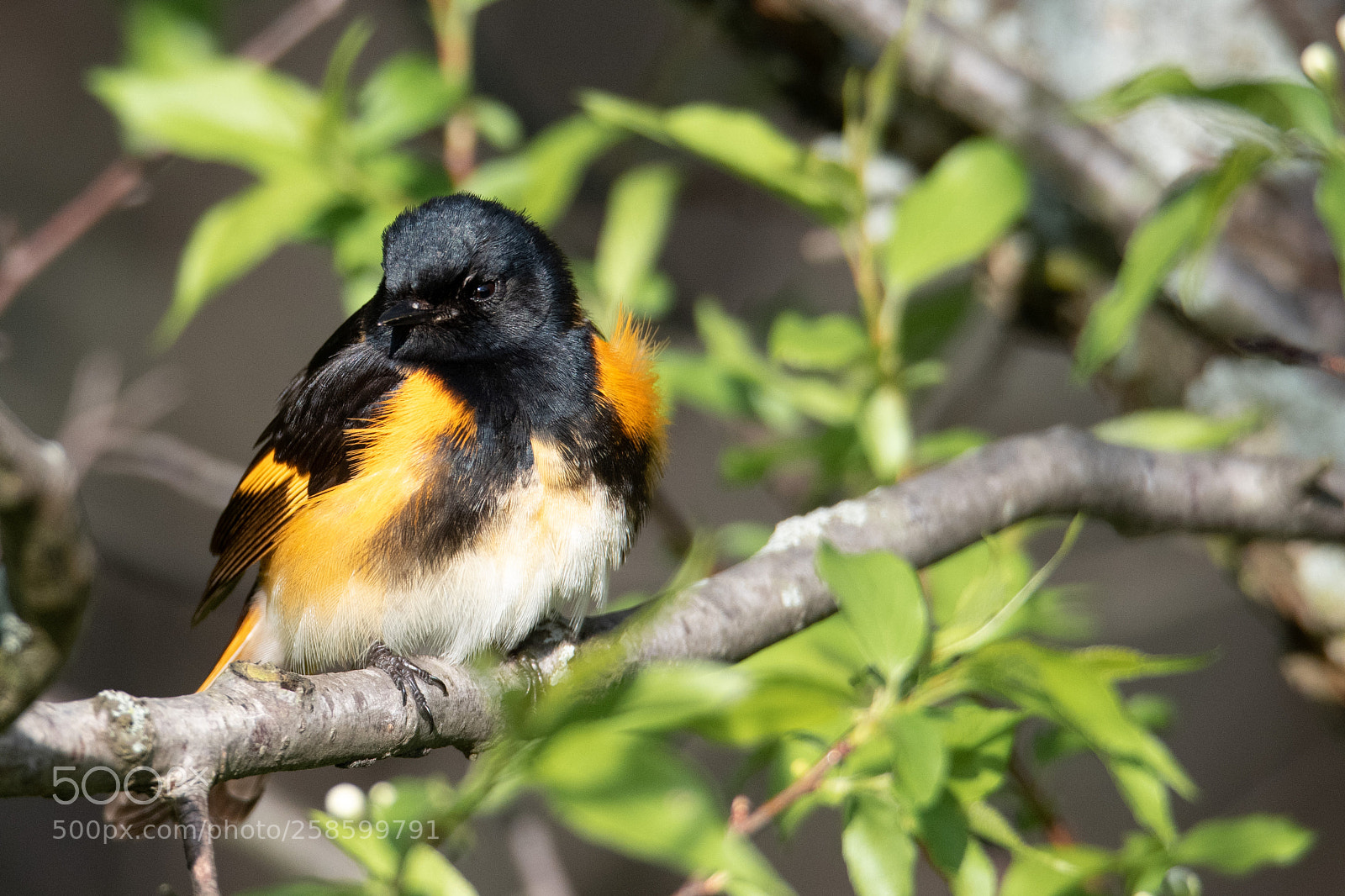 Nikon D850 sample photo. American redstart - male photography