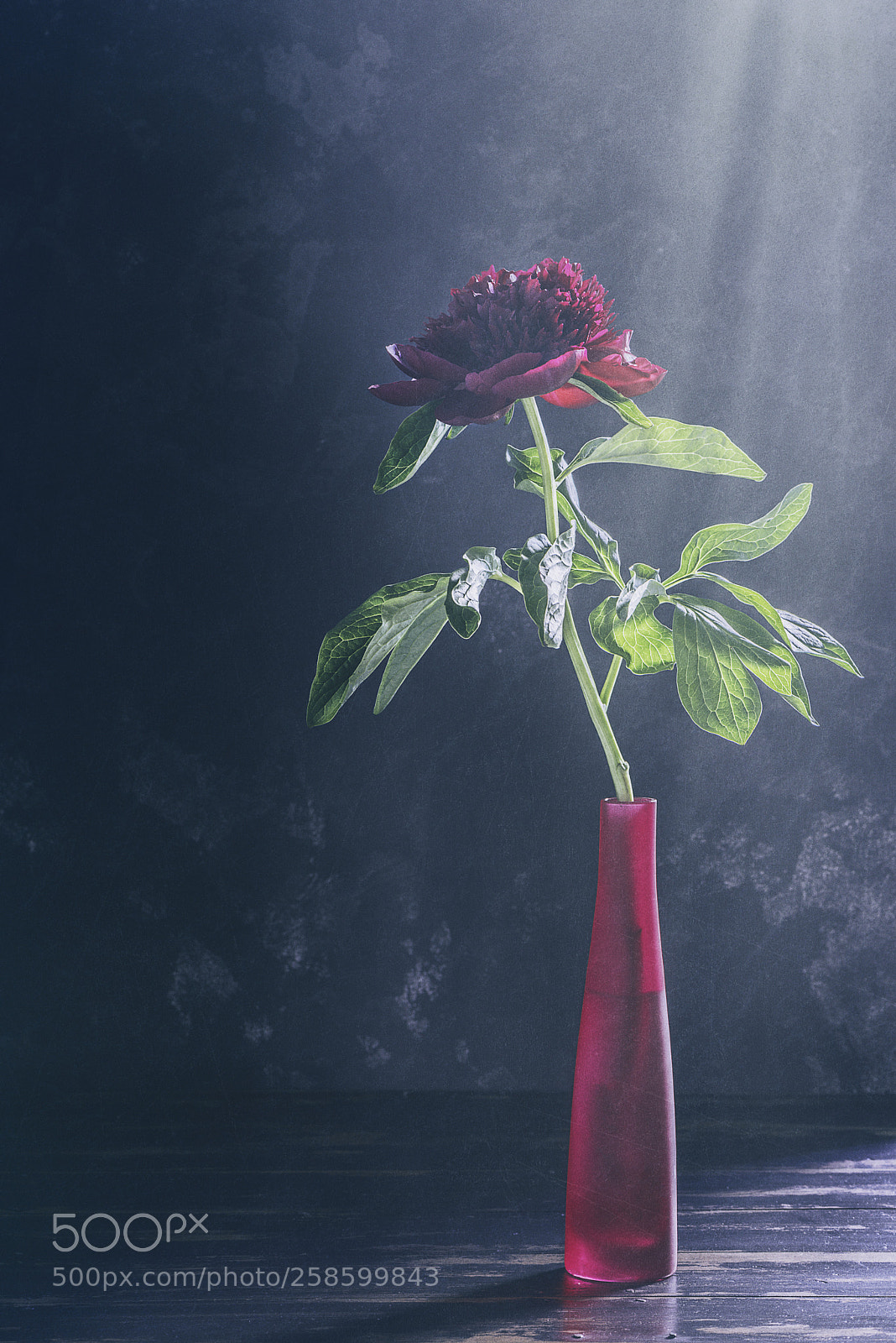 Nikon D600 sample photo. Peonies season photography