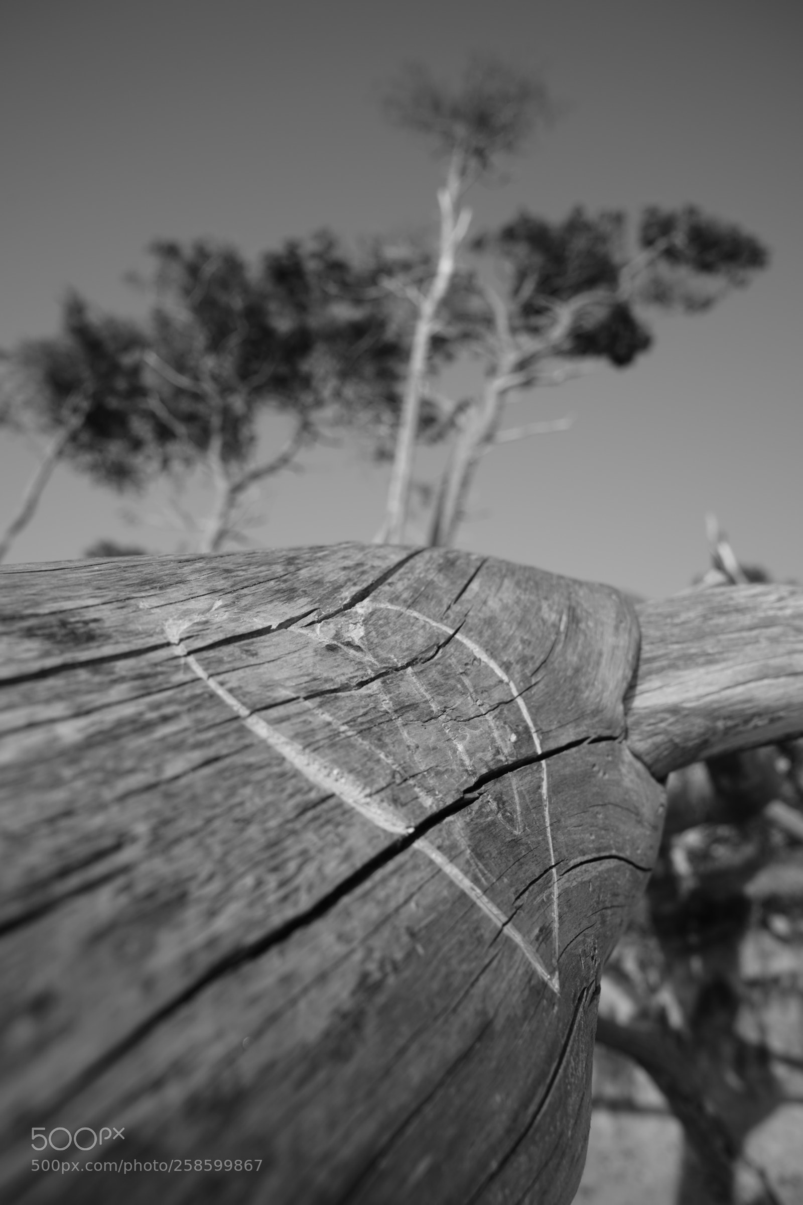 Sony a7R III sample photo. Lonely heart photography