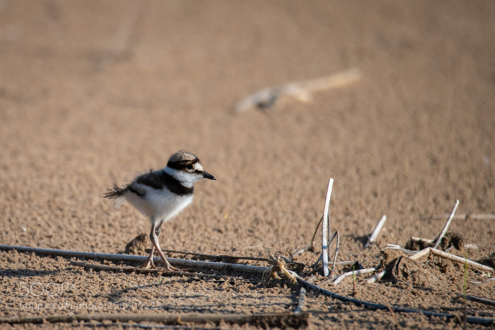 Nikon D850 sample photo. Kildeer - baby photography
