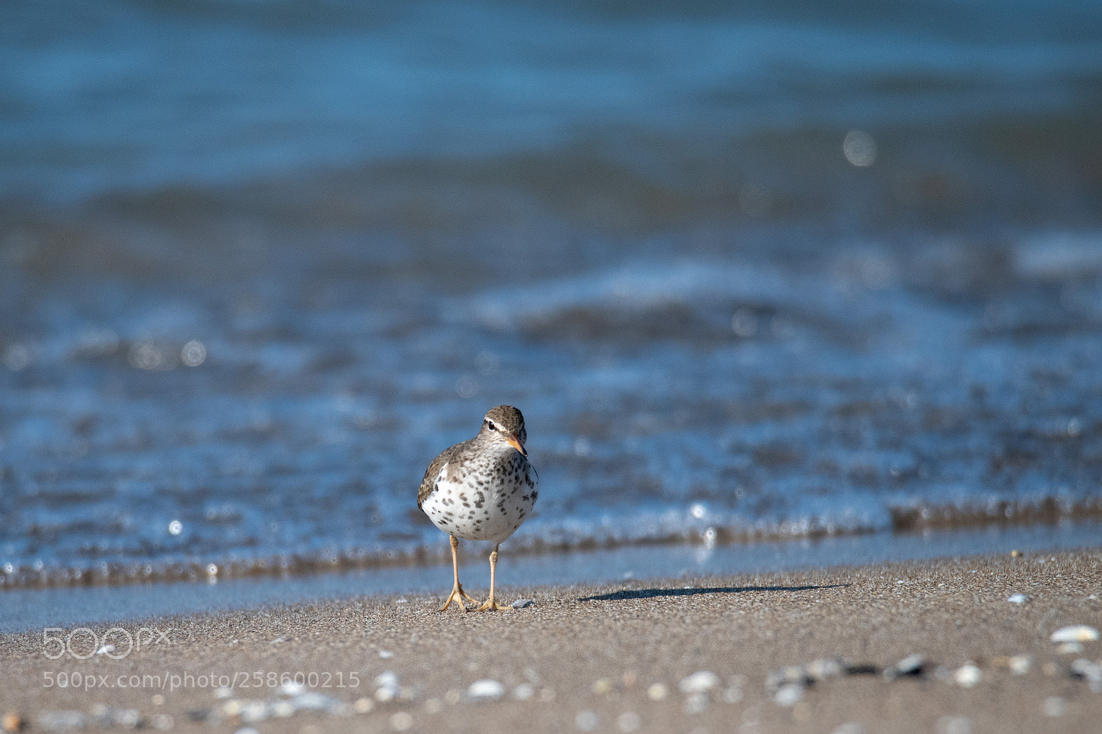 Nikon D850 sample photo. Willet photography