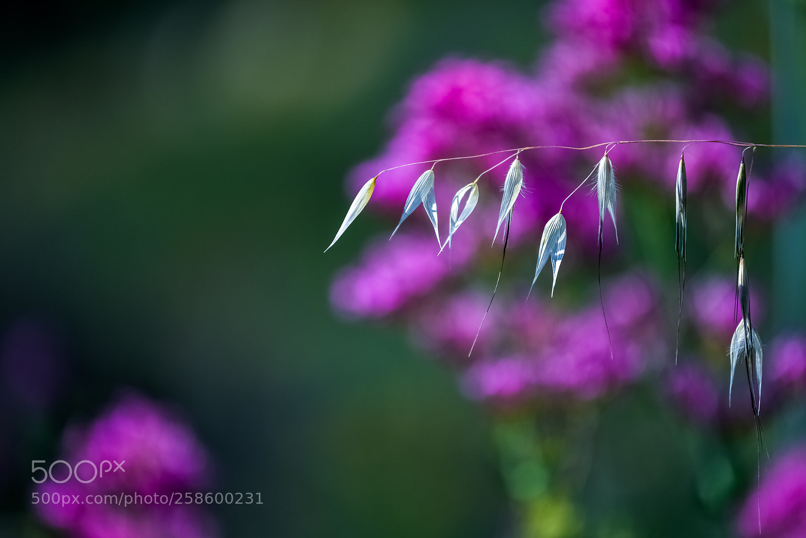 Nikon D750 sample photo. Maggio il mese pi photography