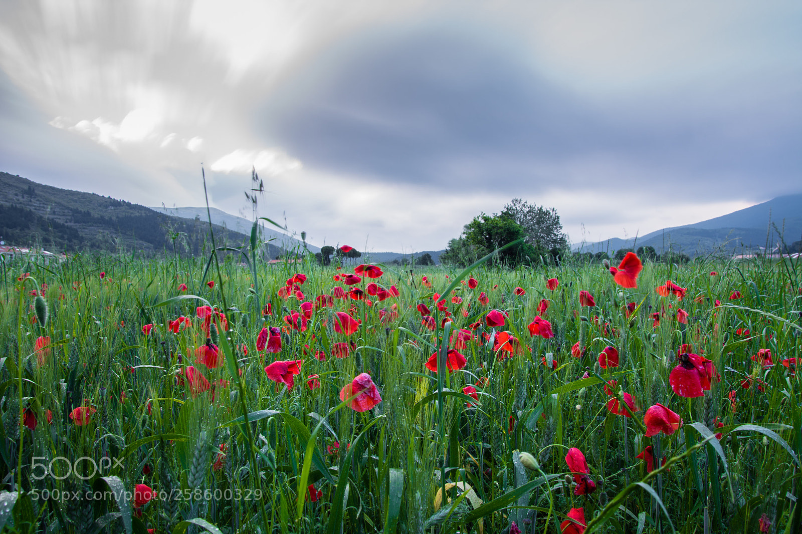Nikon D5200 sample photo. Poppies photography