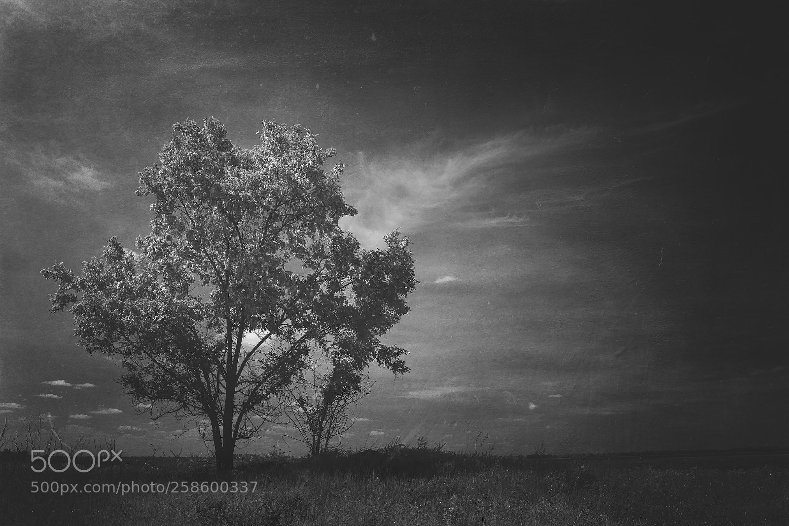 Canon EOS 60D sample photo. Lonely dark tree photography