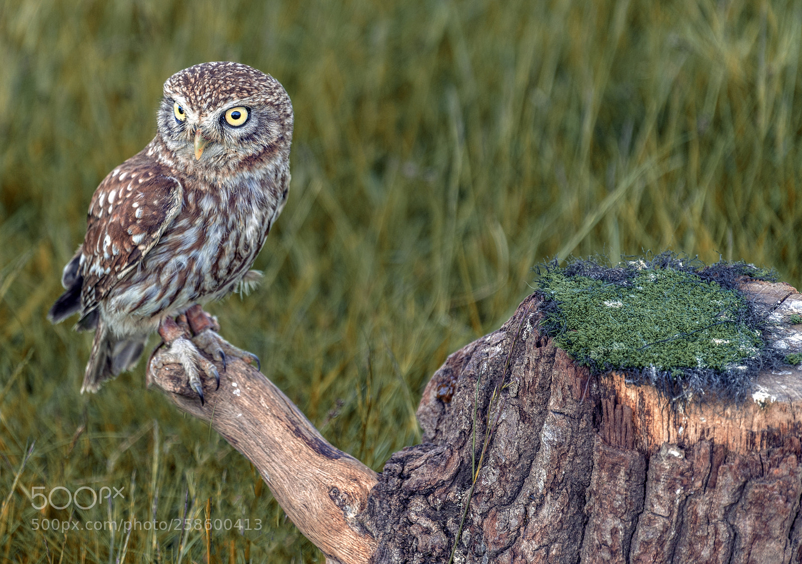 Sony a7R II sample photo. Little owl photography