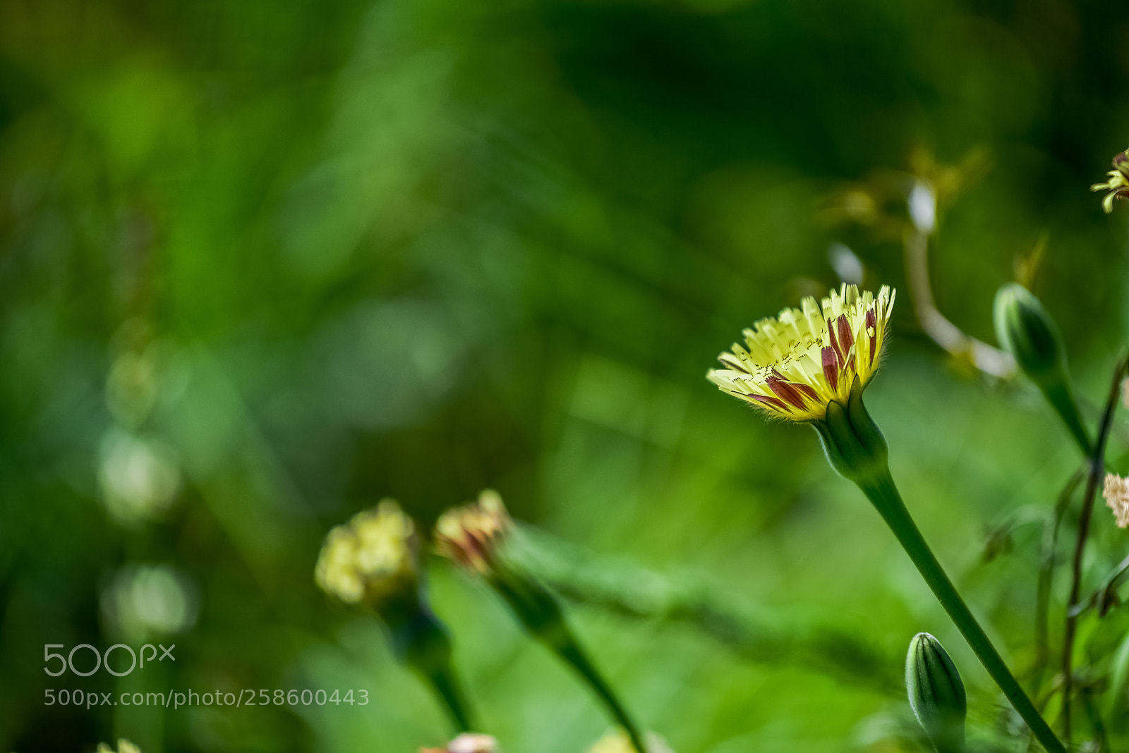 Nikon D750 sample photo. Verde, il colore della photography