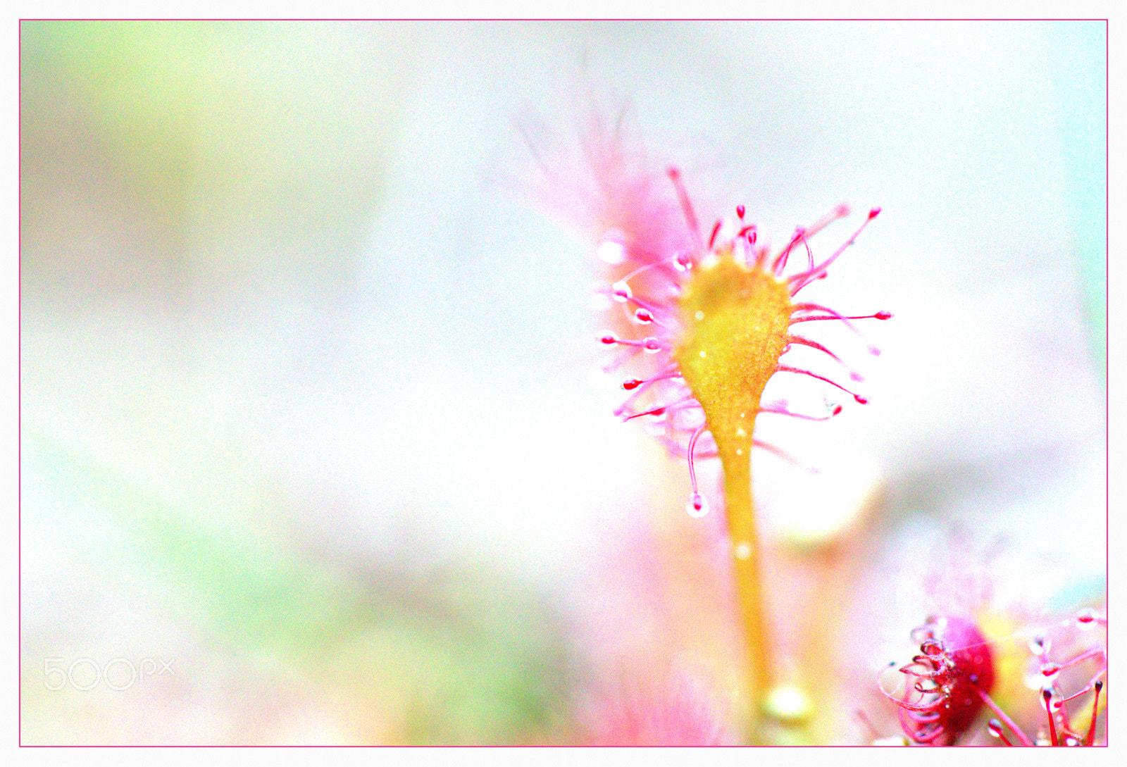 Canon EF 100mm F2.8L Macro IS USM sample photo. High key !! photography