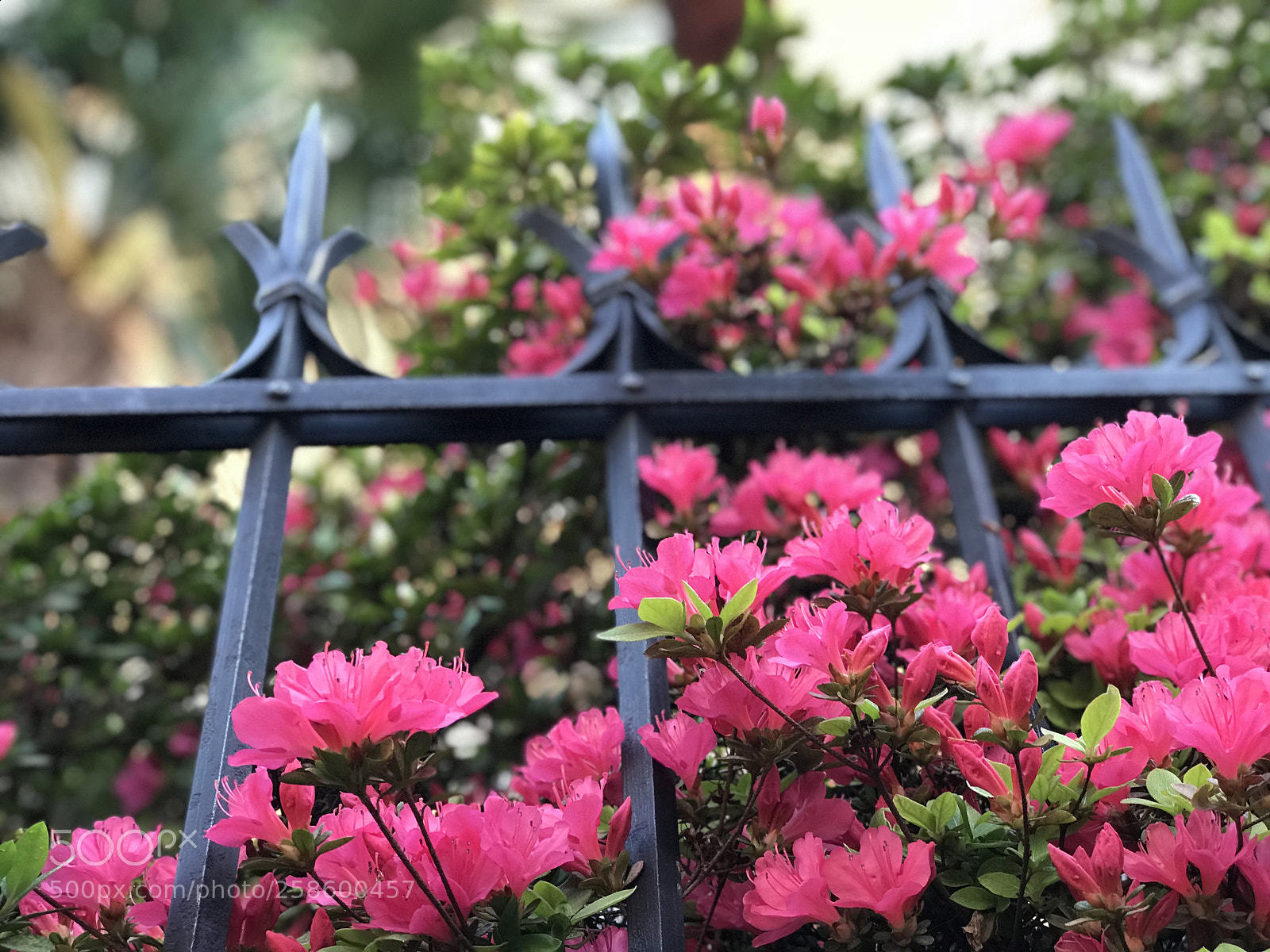 Apple iPhone 7 Plus sample photo. Trincea  photography
