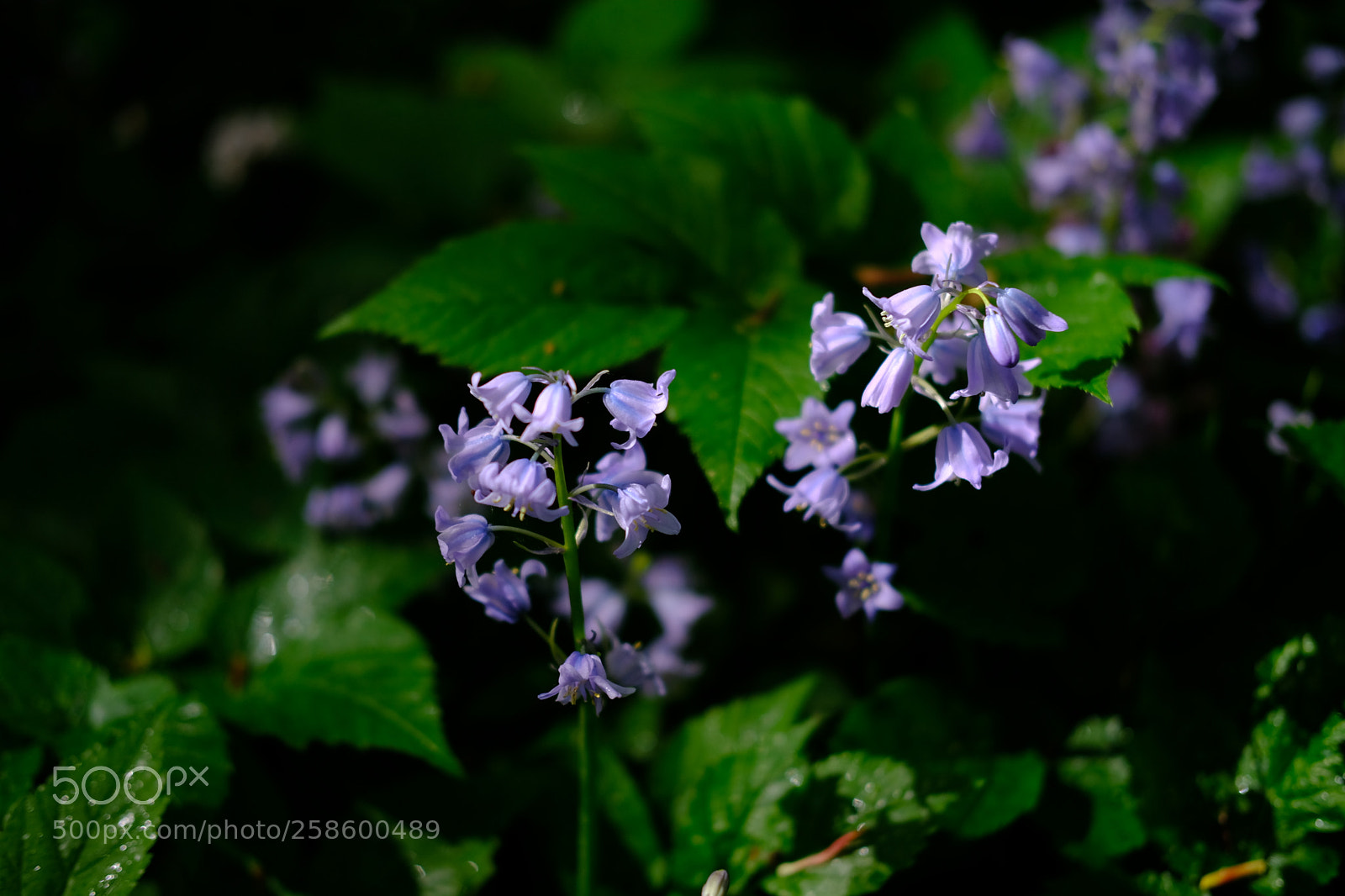 Fujifilm X-T2 sample photo. Bluebells photography