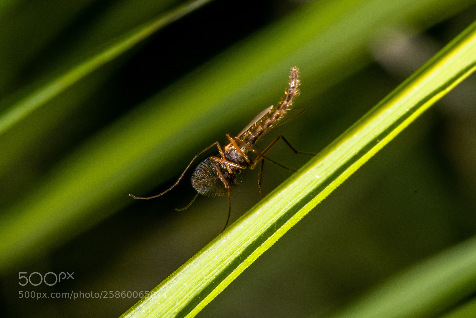 Nikon D850 sample photo. Insect photography