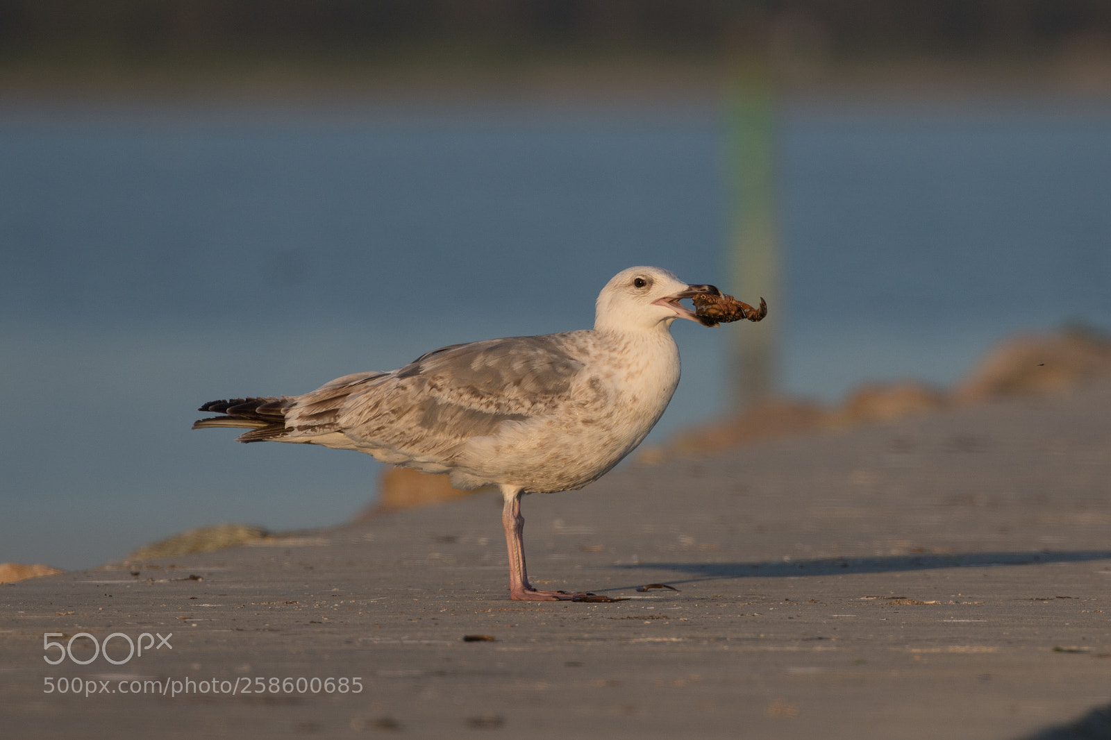 Canon EOS 7D Mark II sample photo. Seagull eat photography