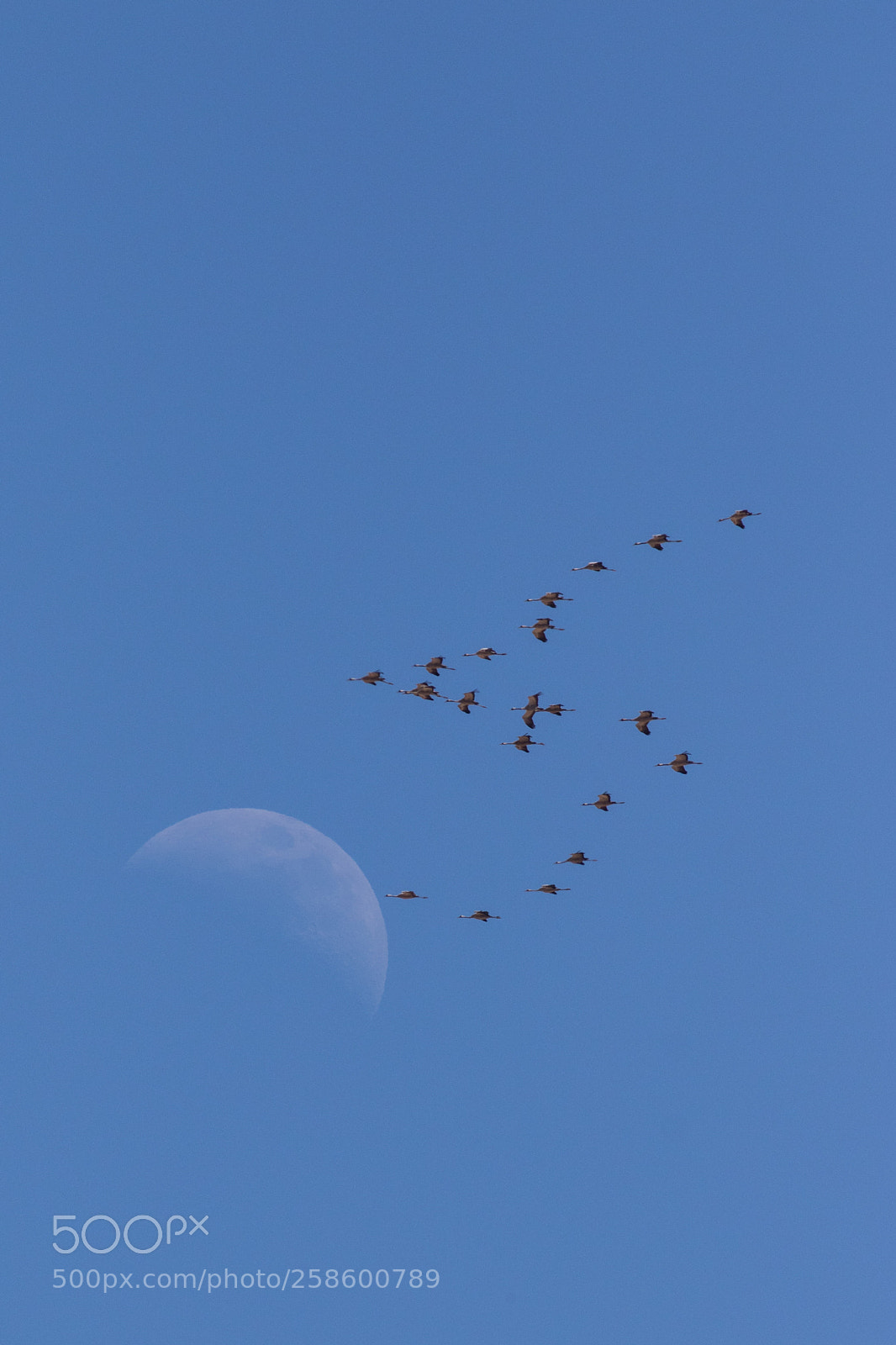 Canon EOS 7D Mark II sample photo. Common cranes crossing the photography
