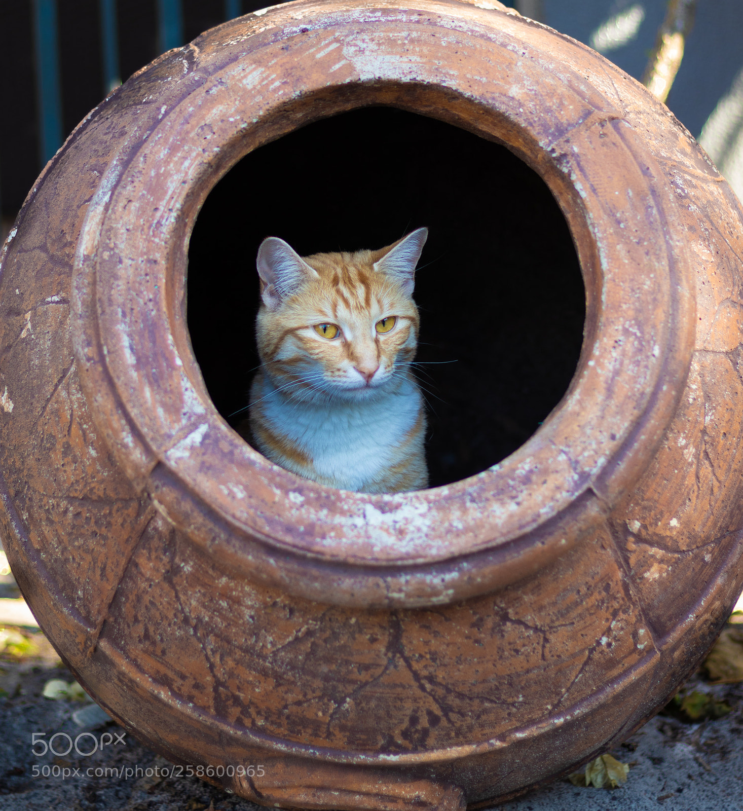 Canon EOS 77D (EOS 9000D / EOS 770D) sample photo. Maya photography